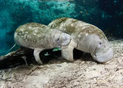 drive-and-dive-florida-manatees.jpg.webp
