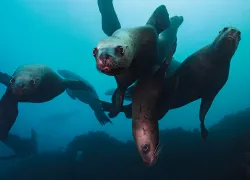 drive_dive_washington_sea_lions_teaser_scd_dd_.jpg.webp