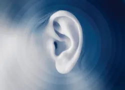 ear_.jpg.webp
