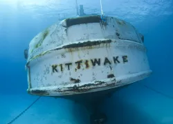 ellywray_kittiwake___.jpg.webp