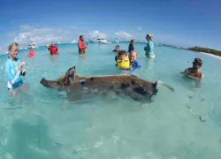 exuma_pig.jpg.webp
