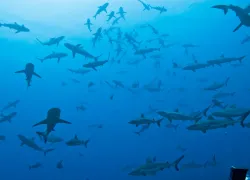 fakarava-sharks.jpg.webp