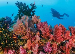 fiji-.jpg.webp