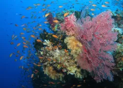 fiji-coral-shutterstock_.jpg.webp