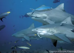 fiji-gallery.jpg.webp