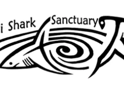 fiji-shark-sanctuary.gif.webp