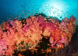 fiji-soft-coral-_.jpg.webp