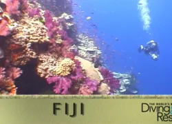 fiji_wbdr_vid.jpg.webp