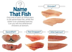 fish_id_.jpg.webp