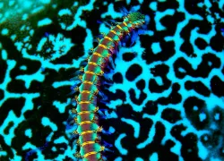 fluorescent-scuba-diving.jpg.webp