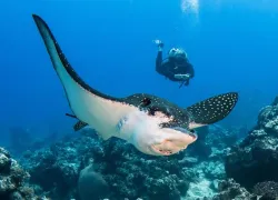 french_polynesia_master_-_ray.jpg.webp