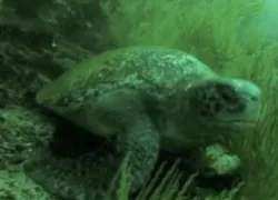galapagos_vid_thumb.jpg.webp