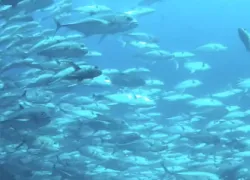 galapagosday.jpg.webp