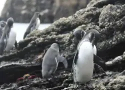 galapagosday.jpg.webp