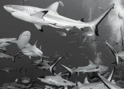 gbr-.jpg.webp