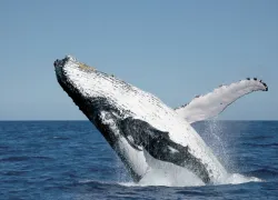 gbr-whales.jpg.webp
