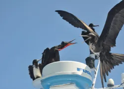 glalapagos_editors_blog_birds.jpg.webp