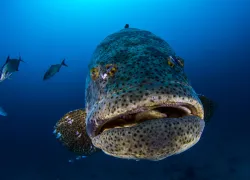 goliath_grouper_fishing_florida__shutterstock__.jpg.webp