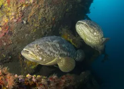 goliath_grouper_fwc_workshops_shutterstock_.jpg.webp