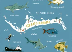 grand-bahama-scuba-magazine.jpg.webp