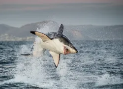 great-white-breach-south-africa-shuttertock-sergey-uryadniko.jpg.webp