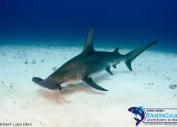 greathammerhead_rldion.jpg.webp
