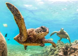 green-sea-turtle.jpg.webp