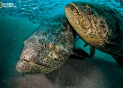 groupers_mm__.jpg.webp