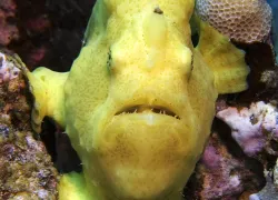 hawaii_konahonu_naia_frogfish_.jpg.webp