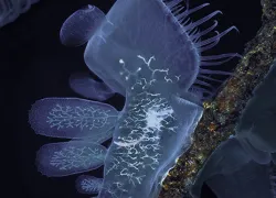 hooded_nudibranch_bc.jpg.webp