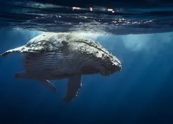 humpback-whale.jpg.webp