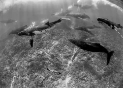humpbackwhale-darrenjew.jpg.webp