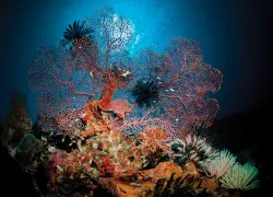 itw-banda-sea-sea-fan.jpg.webp