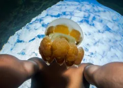 jelly head  taiki sakai.jpg.webp