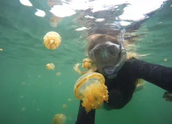 jellyfish-lake-indonesia.jpg.webp