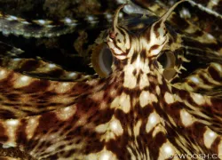 judyg.komodo..jpg.webp