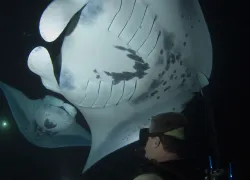 keller_laros_and_manta_ray_-_jacks_diving_locker.jpg.webp