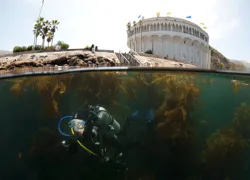 kelp_abi-smigel-mullins.gif.webp
