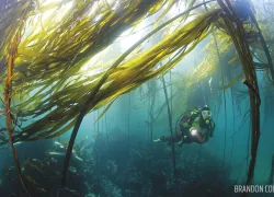 kelp_dive_washington_peninsula.jpg.webp