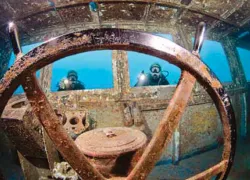 kittiwake_.jpg.webp