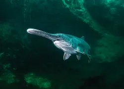 knoxville-diving.jpg.webp