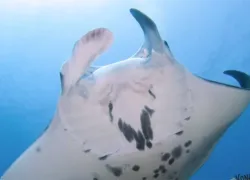 kona-rc-video.jpg.webp