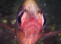 kona.jpg.webp