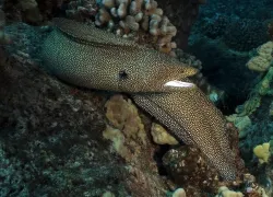 kona_honu_pyramid_pinnacles_spotted_moray.jpg.webp