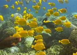 konahonu.jpeg.webp