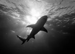 lemonshark_terrygoss_tigerbeachbahamas.jpg.webp