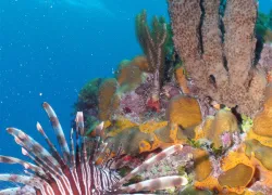 lionfish and coral.jpg.webp