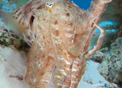 lombok.jpg.webp
