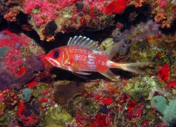 longspine-squirellfis-david-samuel.jpg.webp