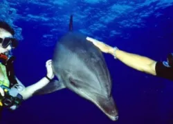 madurodivingdolphin.jpg.webp